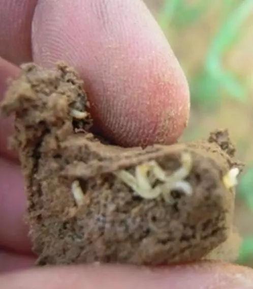 韭蛆特效药最新进展及其对我们田园生活的影响