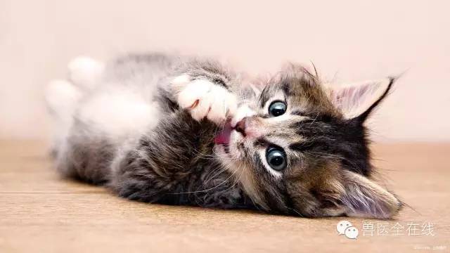 揭秘猫咪世界的最新奥秘，探索猫咪知识的最前沿