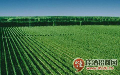 最新拿地信息公布，破土而出，激发新活力，成长之路再焕新颜