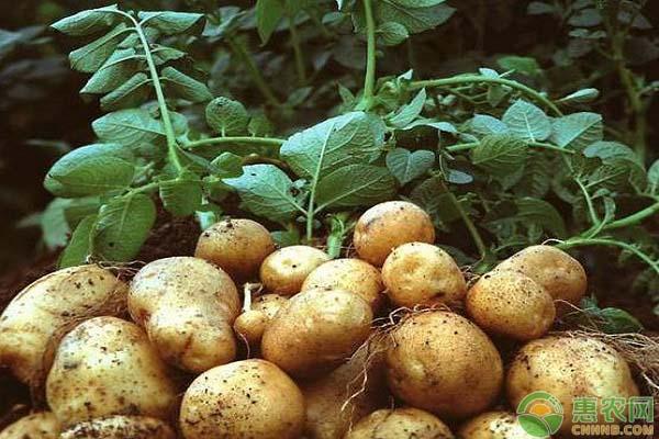 内蒙土豆情缘，最新批发价格与家的温暖