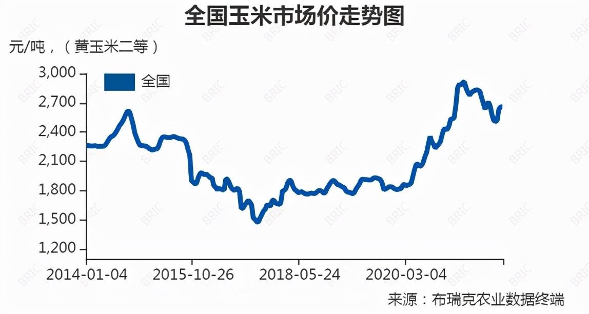 最新玉米价格动态，小巷深处的风情与惊喜发现