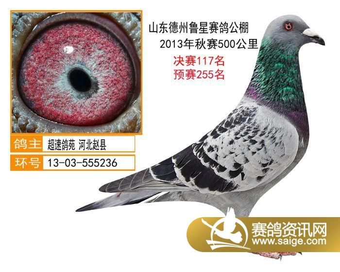 清徐信鸽协会最新动态报道